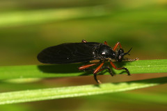 Dioctria oelandica