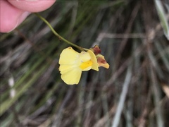 Utricularia hispida