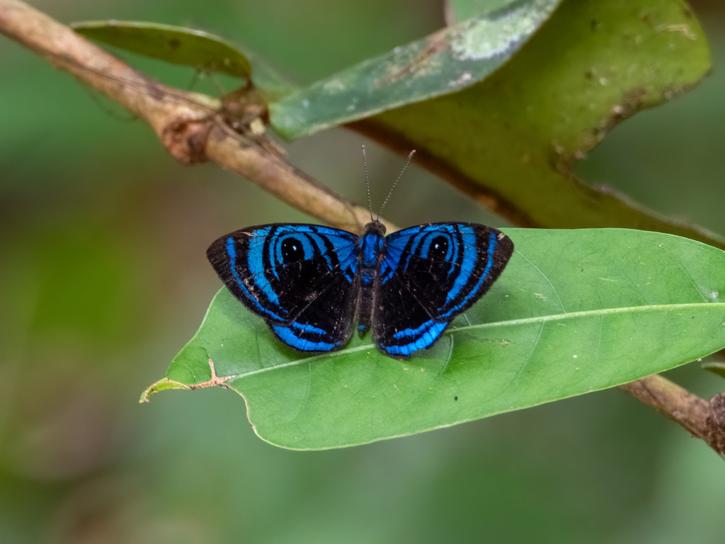 Mesosemia carderi