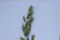 Avena sativa