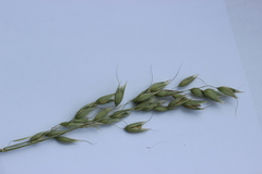 Avena sativa