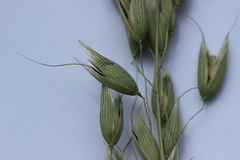 Avena sativa
