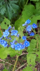 Myosotis