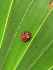 Hemisphaerota palmarum