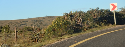 Image of Aloe africana by (c) Tony Rebelo, some rights reserved (CC BY-SA)
