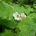 Rubus parviflorus parviflorus - Photo (c) kilasiak, some rights reserved (CC BY-NC), uploaded by kilasiak