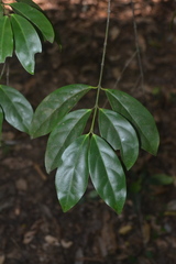 Euonymus indicus