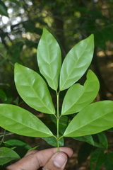 Euonymus indicus