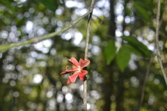 Euonymus indicus