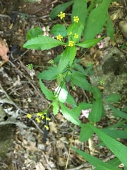 Zizia trifoliata