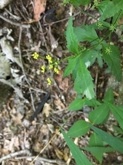 Zizia trifoliata