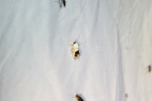 Small Bird-dropping Moth photo 4
