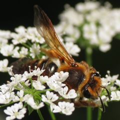 Andrena prunorum