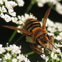 Andrena prunorum