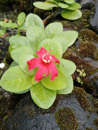 Hibiscus kokio observed 2024-08-02