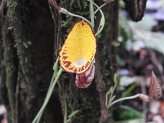 Aristolochia peruviana