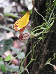 Aristolochia peruviana