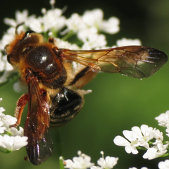 Andrena prunorum