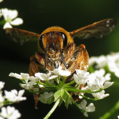 Andrena prunorum