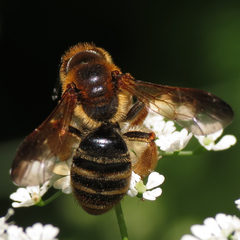 Andrena prunorum