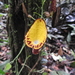 Aristolochia peruviana - Photo (c) Tim Guida, alguns direitos reservados (CC BY-NC), uploaded by Tim Guida