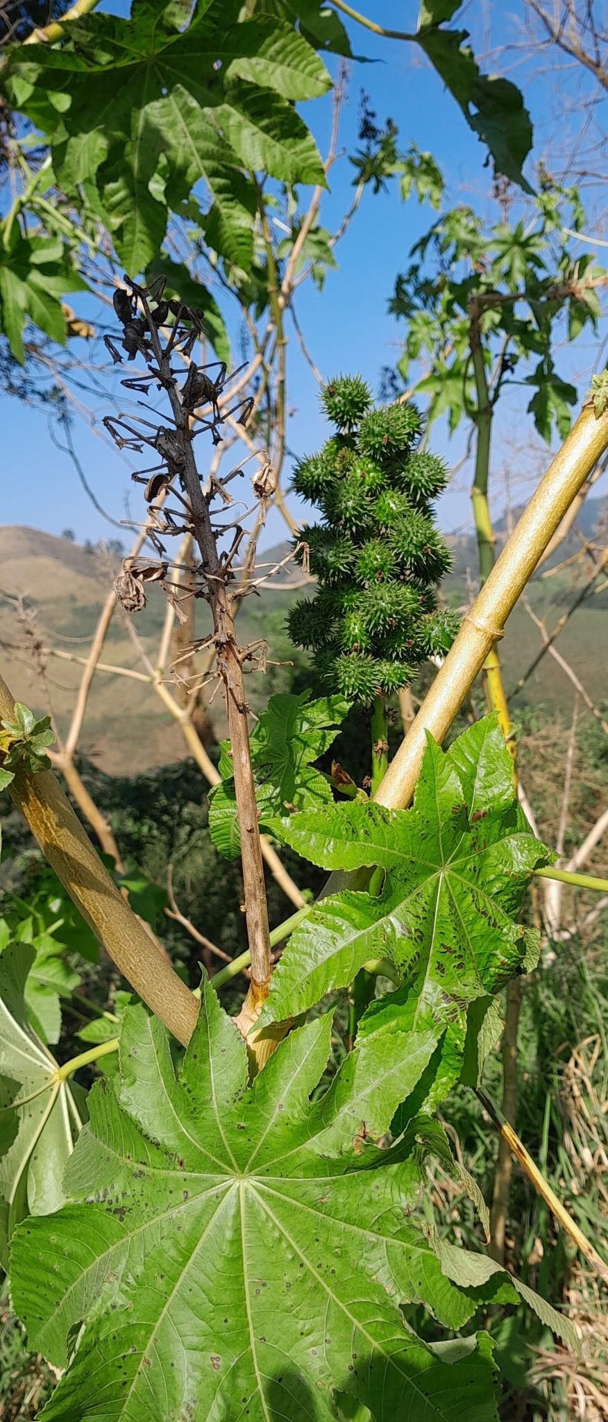 Ricinus communis