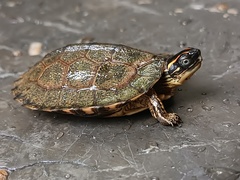 Colombian Wood Turtle photo 3