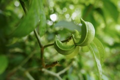 Tabernaemontana citrifolia