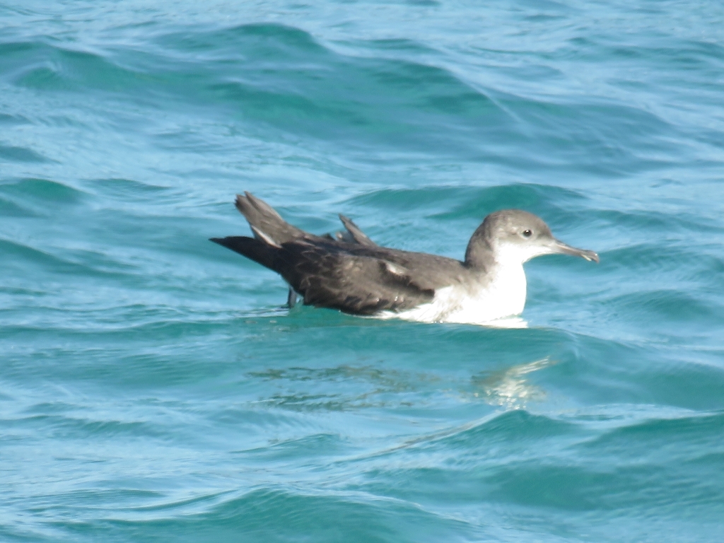 Yelkouan shearwater resting on the sea surface