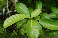 Tabernaemontana citrifolia