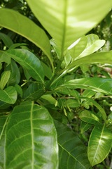 Tabernaemontana citrifolia