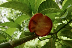 Tabernaemontana citrifolia