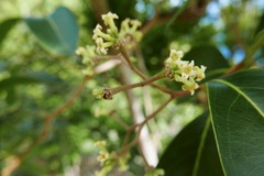 Daphnopsis americana