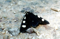 Alypiodes bimaculata