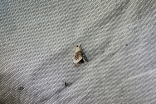 Sooty Lipocosmodes Moth photo 4