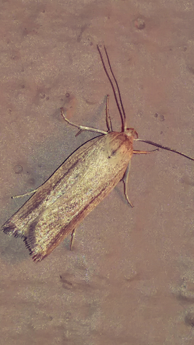 Gonioterma mistrella photo 3