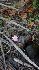 Zephyranthes rosea