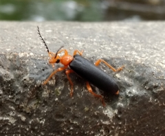 Neopyrochroa flabellata
