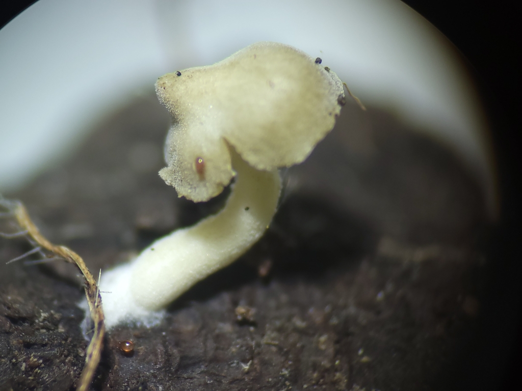 Simocybe sp. 'haustellaris-CA03'
