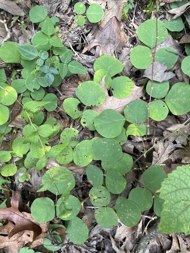 Image of Desmodium rotundifolium by (c) diana schwartz, some rights reserved (CC BY)
