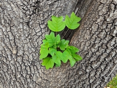 Liriodendron tulipifera