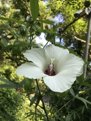 Hibiscus dasycalyx
