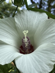 Hibiscus dasycalyx