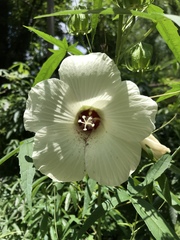 Hibiscus dasycalyx