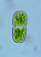 Actinotaenium cucurbita