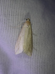 Donacaula longirostrallus