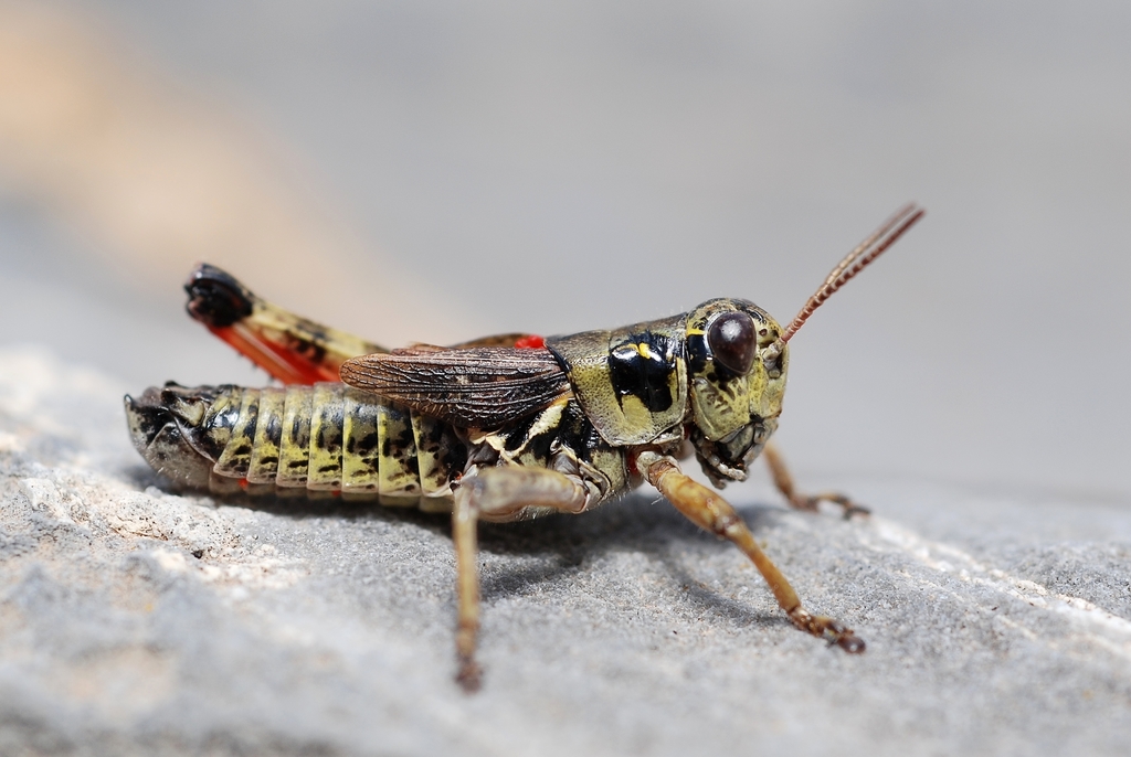 narrow-winged locust