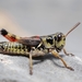 Nordic Mountain Grasshopper - Photo (c) Gilles San Martin, some rights reserved (CC BY-SA)