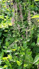 Stachys sylvatica