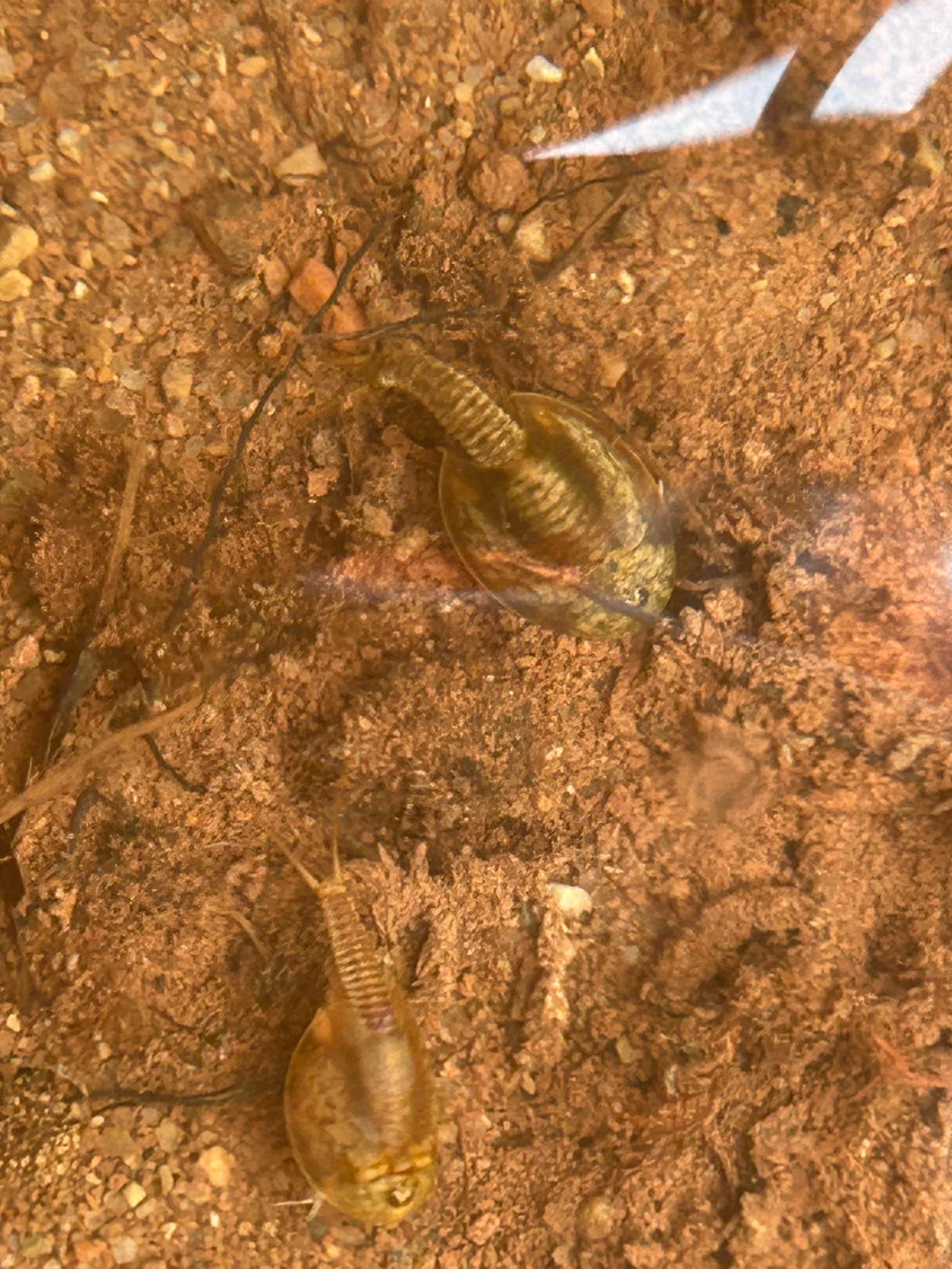 Lepidurus arcticus (Pallas, 1793)